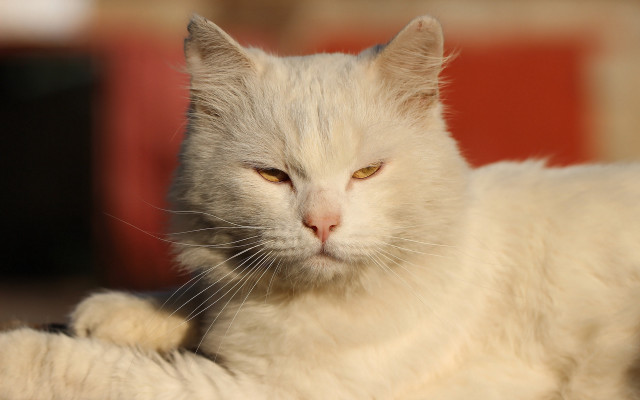 White cat yellow eyes sad free wallpaper - medium preview image