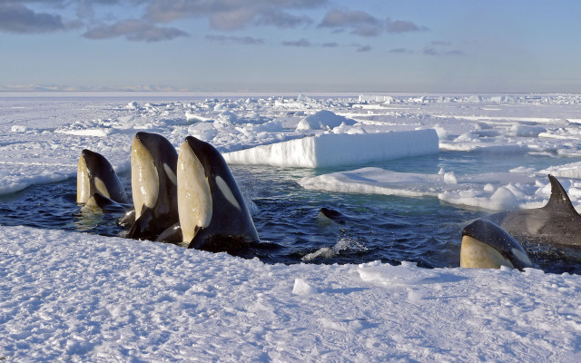 Dolphins icebergs ocean cloudy sky free wallpaper - medium preview image