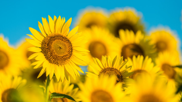 Sunflower field summer vibrancy blue free wallpaper - medium preview image