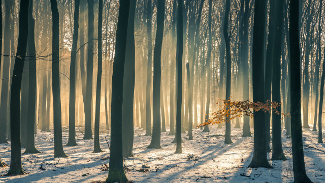Snowy forest sunshine jigsaw nature free wallpaper - medium preview image