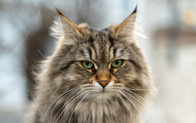 Cat green eyes staring wolf free wallpaper - medium preview image