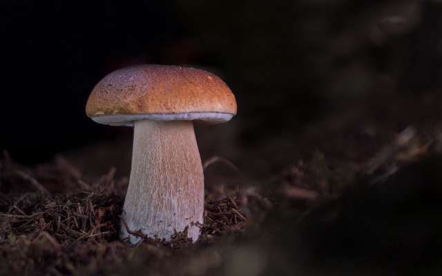 Mushroom growing dark forest macro free wallpaper - medium preview image