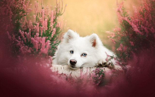 White dog flower field blue free wallpaper - medium preview image