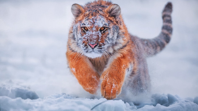 Tiger running snow wild impressionist free wallpaper - medium preview image