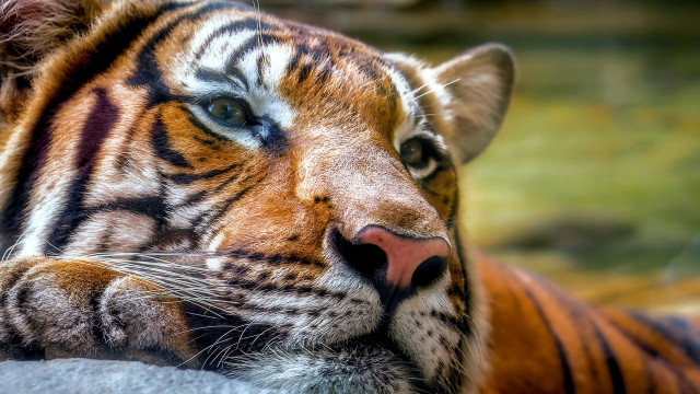 Tiger laying eyes closed blurred free wallpaper - medium preview image