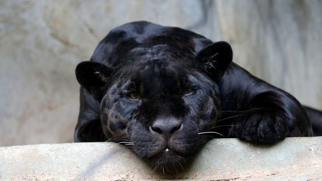 Black tiger resting rock wall free wallpaper - medium preview image