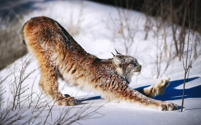 Lynx snow woods puzzle dynamic free wallpaper - medium preview image