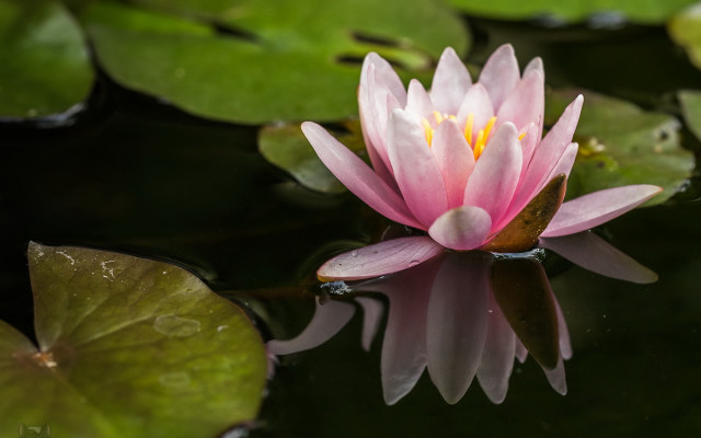 Pink flower floating water lilies #2 free wallpaper - medium preview image