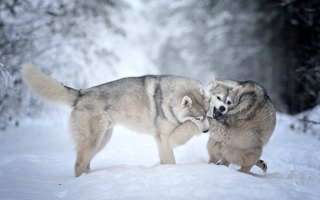 Wolf play snow forest bare free wallpaper - medium preview image