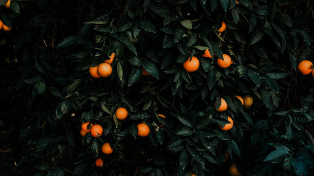Tree oranges leaves fruits vegetables free wallpaper - medium preview image
