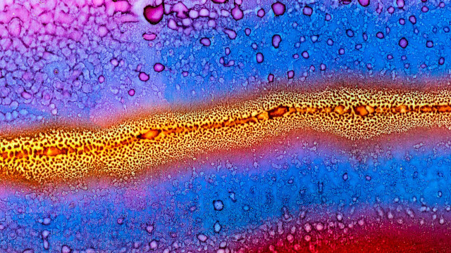 Colorful hydrangea water drops macro free wallpaper - medium preview image
