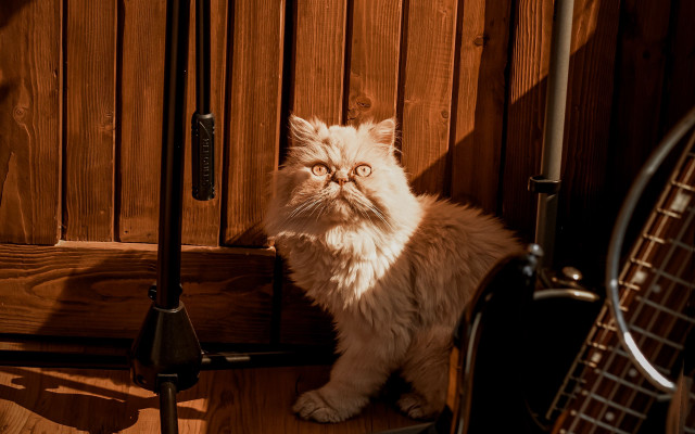 Cat guitar wooden floor paned free wallpaper - medium preview image