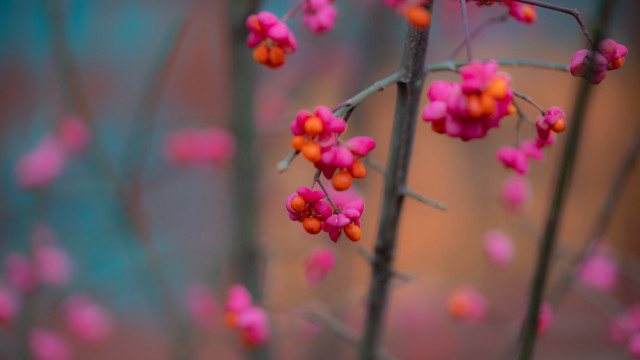 Pink cherry blossoms bokeh macro free wallpaper - medium preview image