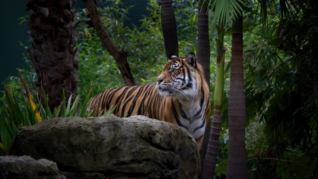 Tiger rock forest palm bamboo free wallpaper - medium preview image