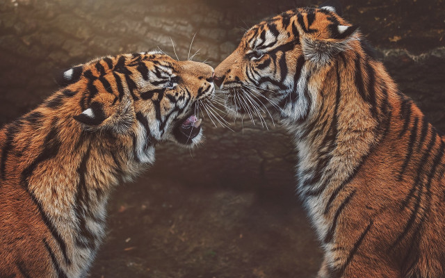 Tiger heads touching zoo sunlight free wallpaper - medium preview image