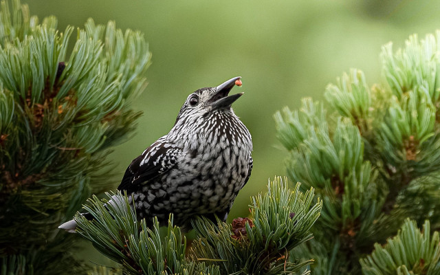 Bird pine tree sky open free wallpaper - medium preview image