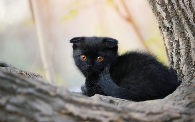 Black cat sitting tree sad free wallpaper - medium preview image