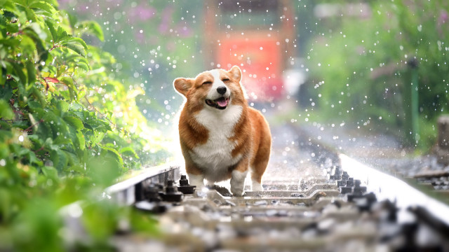 Dog train track rain happy free wallpaper - medium preview image