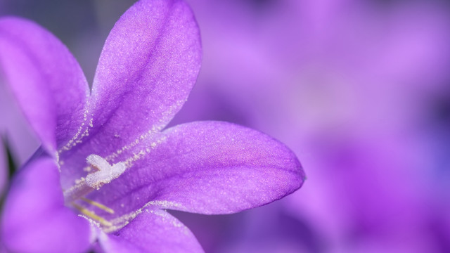Purple flower closeup butterfly macro free wallpaper - medium preview image