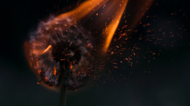 Dandelion fire explosions macro embers free wallpaper - medium preview image