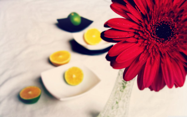 Red flower vase lemons lemon free wallpaper - medium preview image