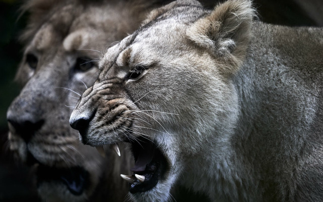 Lions showing teeth wildlife macro free wallpaper - medium preview image