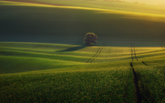 Lone tree green field sunset #4 free wallpaper - medium preview image