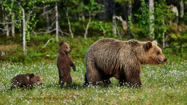 Mother bear cubs field flowers #2 free wallpaper - medium preview image