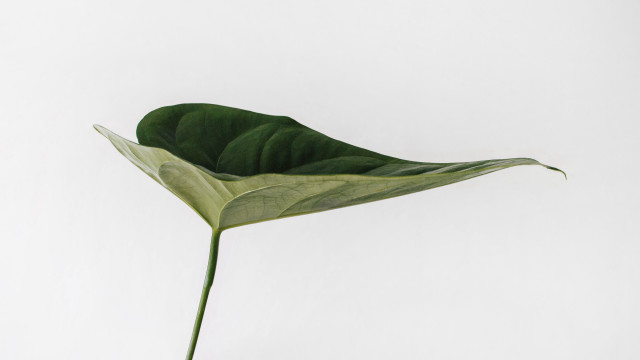 Large green leaf white surface free wallpaper - medium preview image