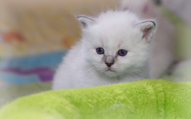 White kitten blue eyes sad free wallpaper - medium preview image