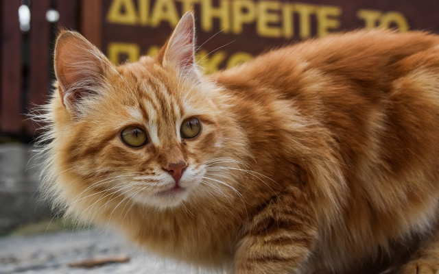 Cat looking camera eye blurry free wallpaper - medium preview image