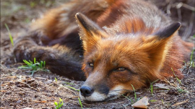Red fox sad looking grass free wallpaper - medium preview image