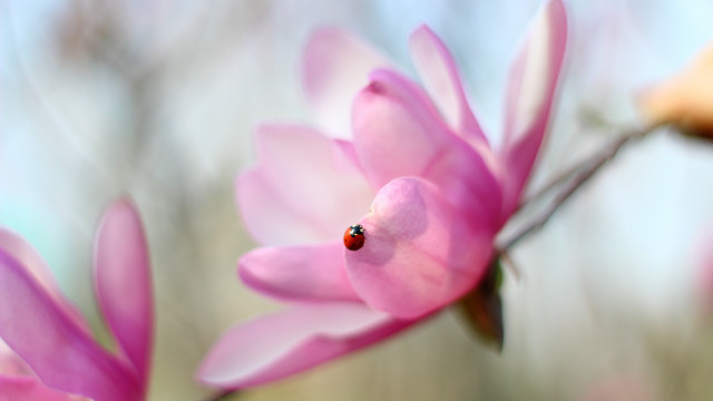 Ladybug pinkflower macroblur background leaves free wallpaper - medium preview image