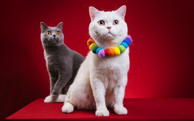 Cat rainbow collar black red free wallpaper - medium preview image