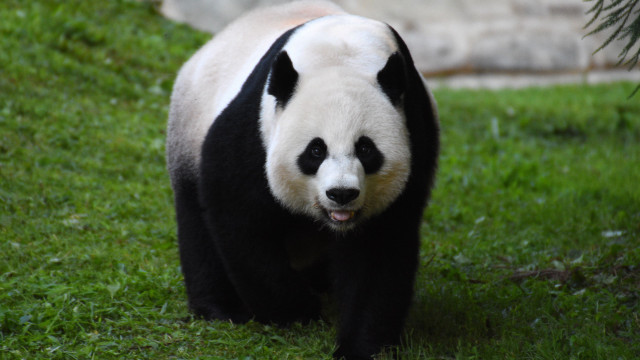 Panda field rock nature blurry free wallpaper - medium preview image