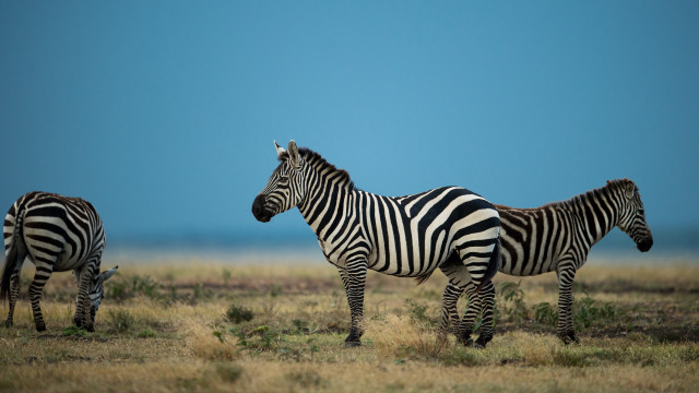 Zebras field blue sky grass free wallpaper - medium preview image