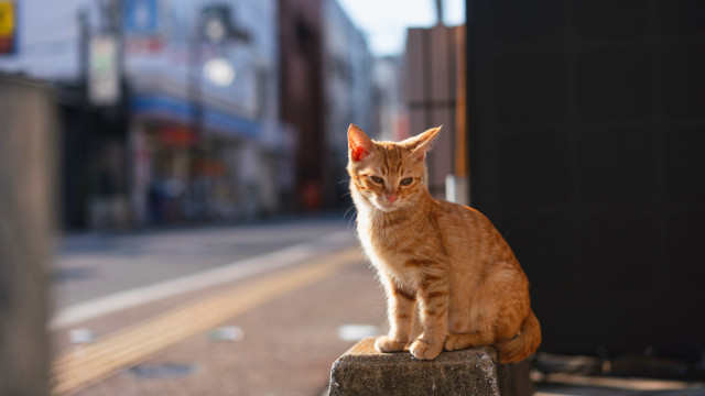 Cat post city street corner free wallpaper - medium preview image