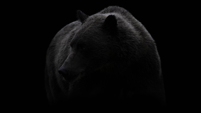 Black bear turned head dark free wallpaper - medium preview image
