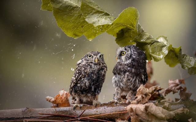 Two owls rain leaves star free wallpaper - medium preview image
