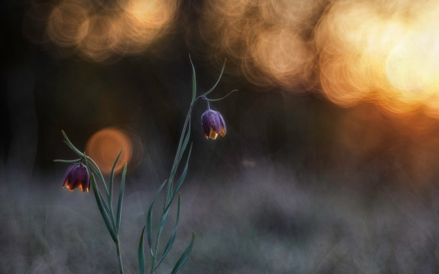 Flower butterfly macro light clouds free wallpaper - medium preview image