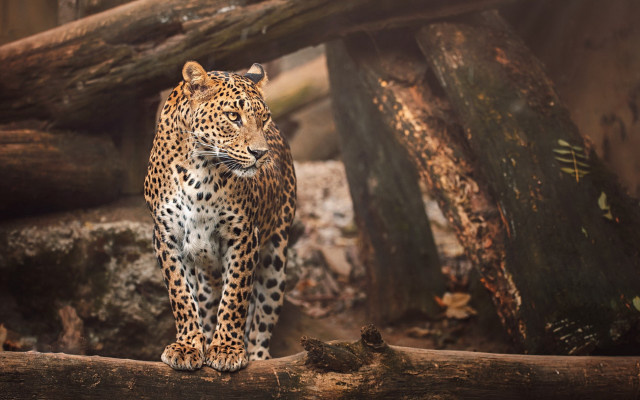 Leopard log zoo enclosure animals free wallpaper - medium preview image