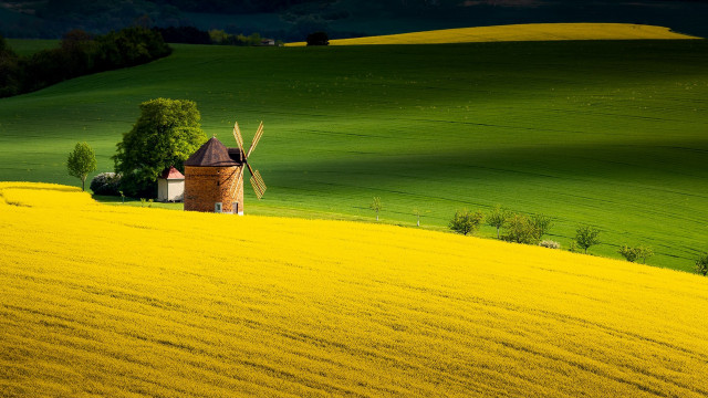Windmill yellowflowers greenfield nature scenery free wallpaper - medium preview image
