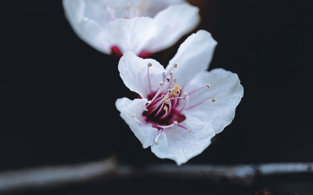 White flower red center macro #2 free wallpaper - medium preview image