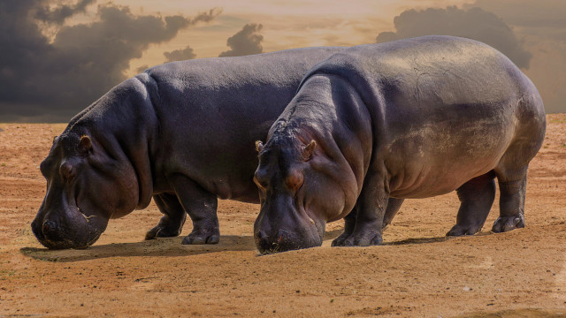 Hippos field cloudy sky digital free wallpaper - medium preview image