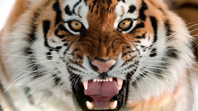 Tiger open mouth teeth missing free wallpaper - medium preview image