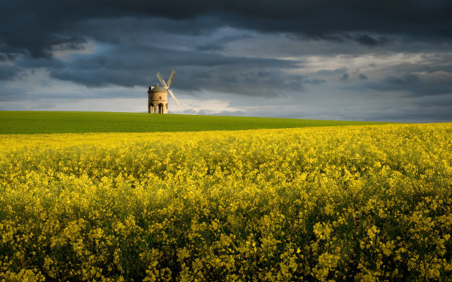Windmill hill yellowflowers dusk sunset free wallpaper - medium preview image