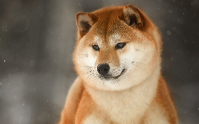 Sad dog snow aurora starry free wallpaper - medium preview image