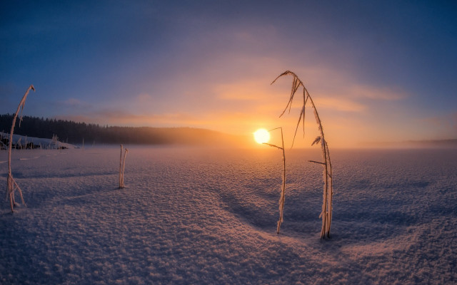 Sunset snowy field tall grass free wallpaper - medium preview image