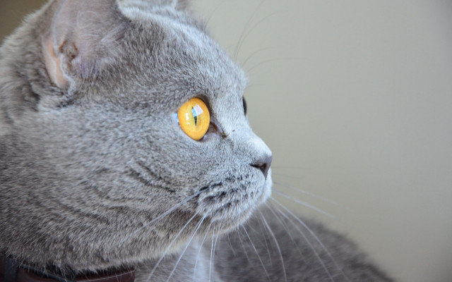 Gray cat yellow eyes photorealistic free wallpaper - medium preview image