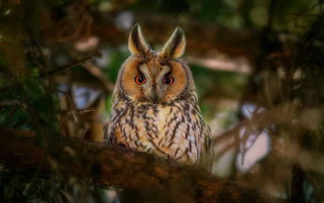 Owl closeup bird woodland photorealistic free wallpaper - medium preview image